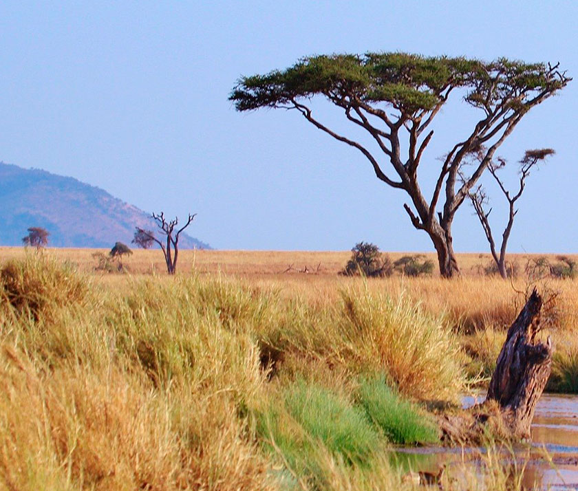 Tanzania Mobile